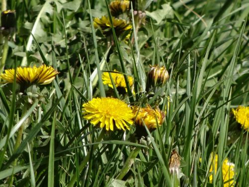 flowers landscape yellow