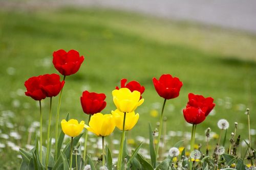 flowers tulips spring