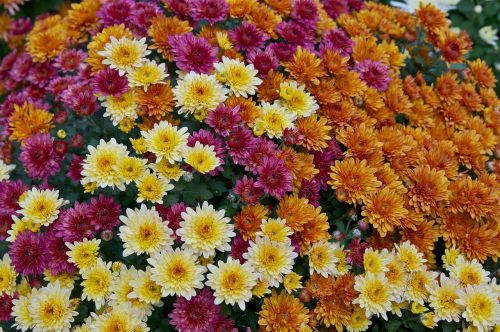 flowers color variety mums