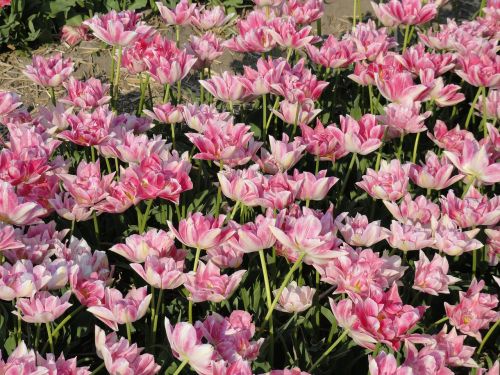 flowers tulips netherlands