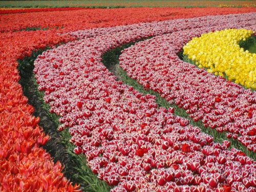 flowers tulips field