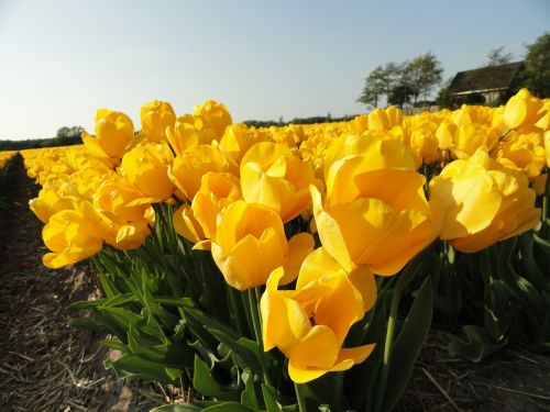 flowers yellow tulips