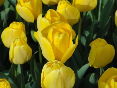 flowers tulips yellow