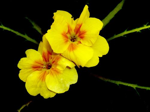 flowers yellow plant