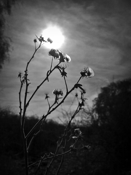 flowers esierto black and white