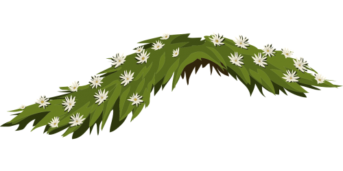 flowers jasmine white