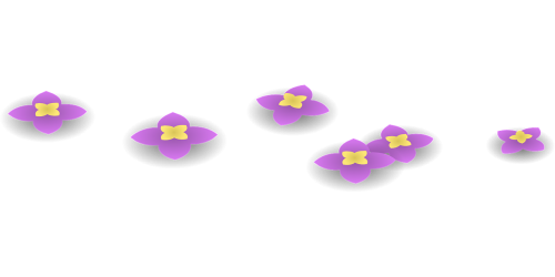 flowers purple lilac