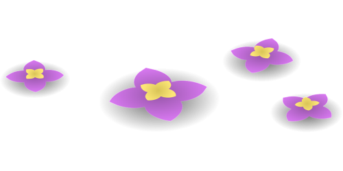 flowers purple lilac