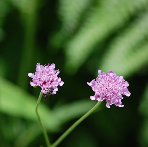 flowers garden growth