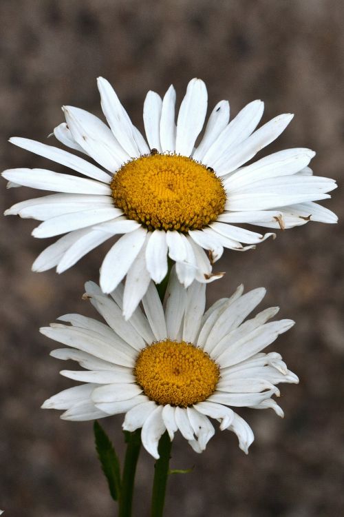 flowers margaret white