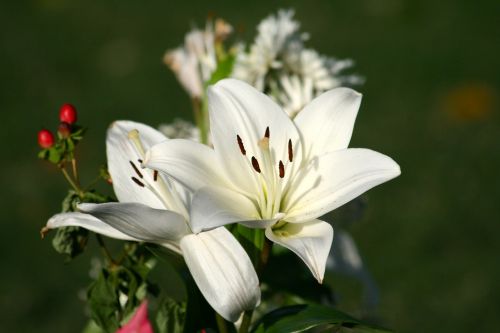 flowers lily white