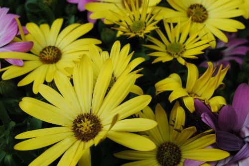 flowers spanish daisies yellow flowers