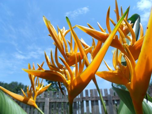 flowers tropical flower nature