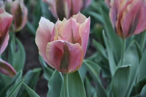 flowers flora tulips