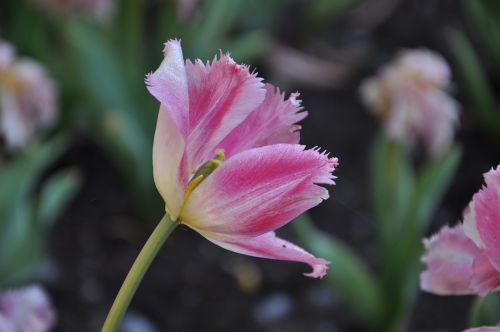 flowers flora tulips