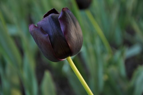 flowers flora tulips