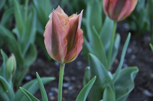 flowers flora tulips