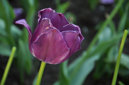 flowers flora tulips