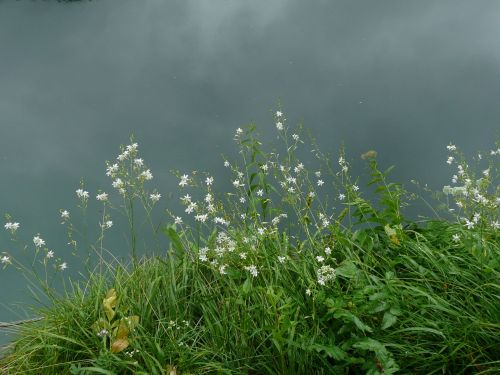 flowers sky nature