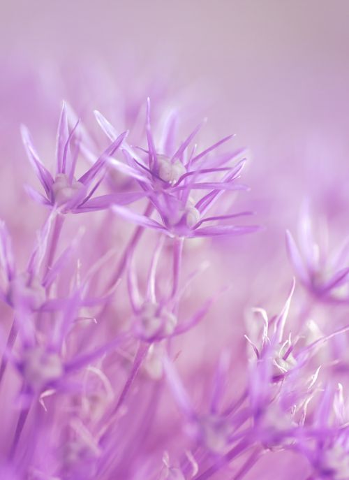 flowers purple fairy