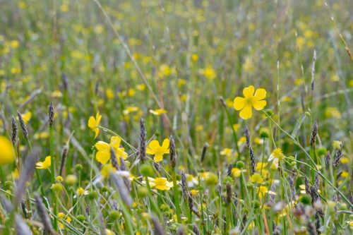 flowers hayfield spring