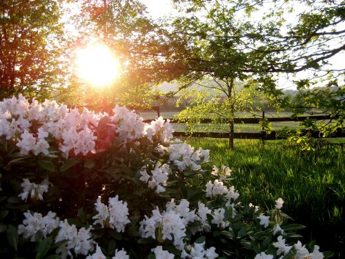 flowers garden nature