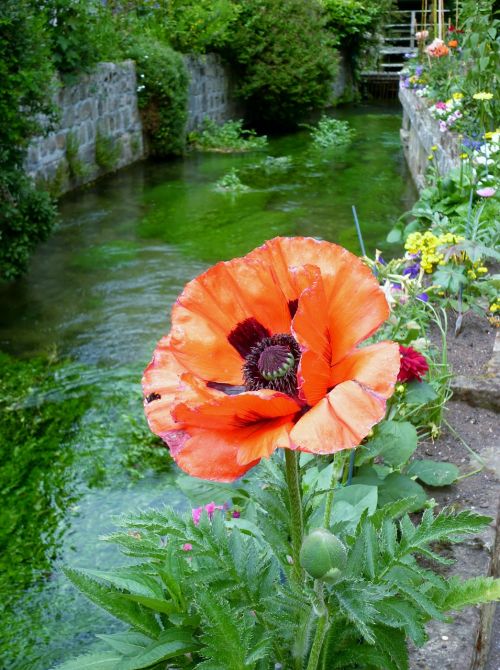 flowers river poppy