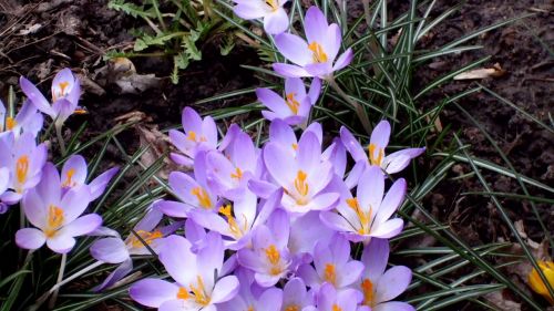 flowers purple spring