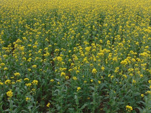 flowers field yellow