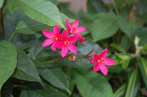 flowers plants garden