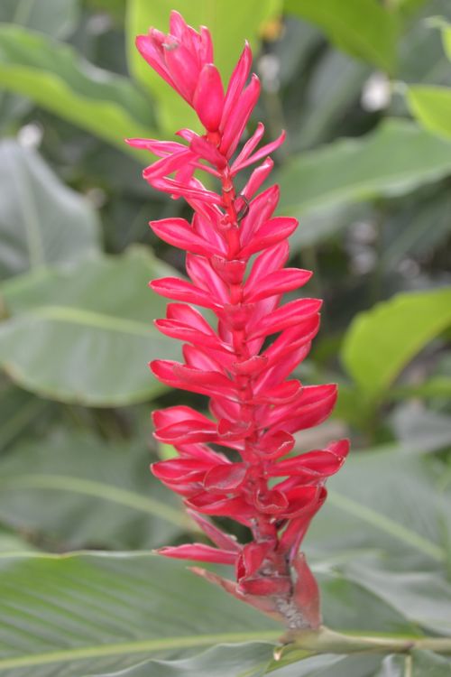 flowers plant exotic