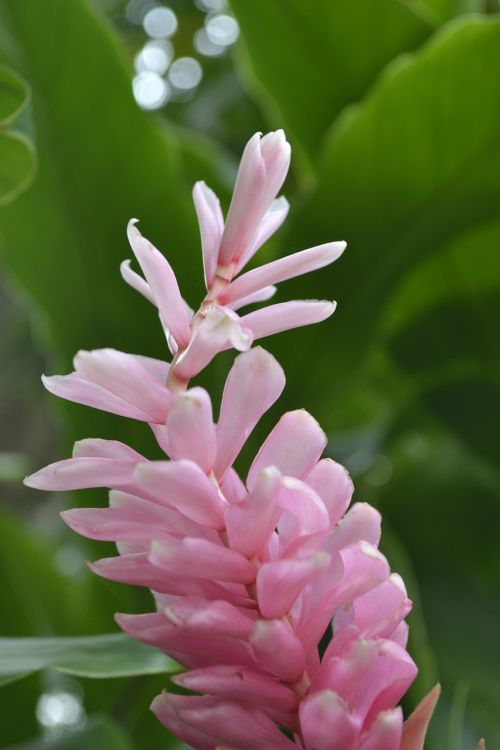 flowers plant exotic