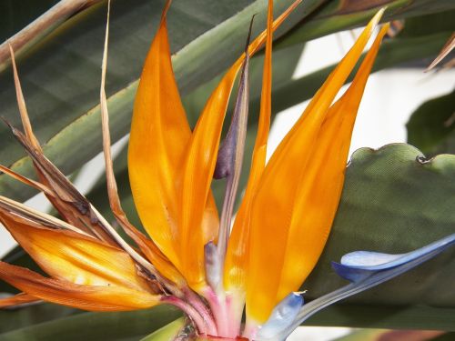 flowers bird of paradise tropical