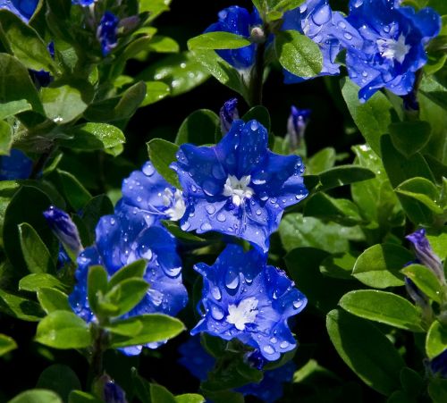 flowers bloom blue