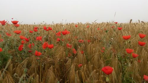 flowers field red