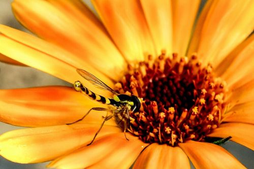 flowers insect fly