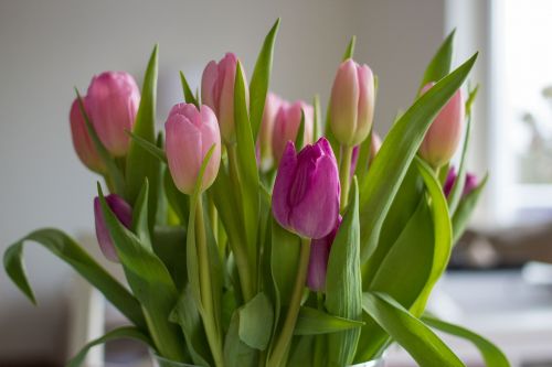 flowers tulips pink