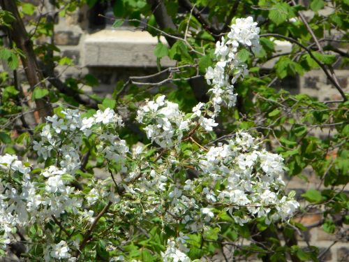 flowers tree white