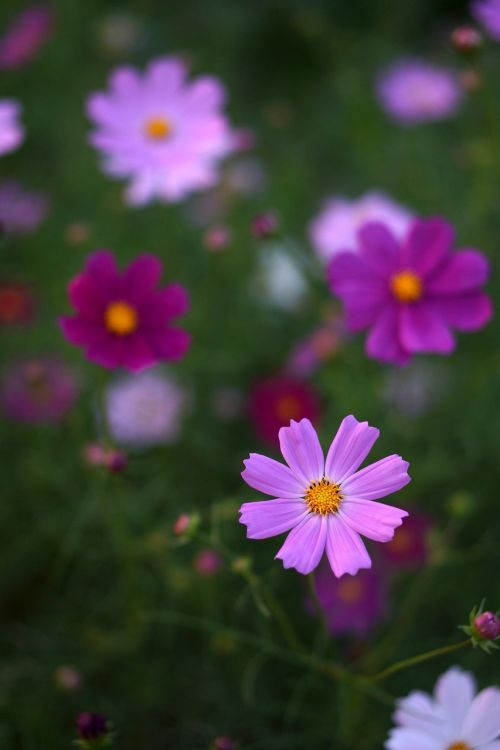 flowers nature cosmos