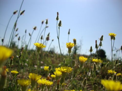 flowers ceu flower of the field