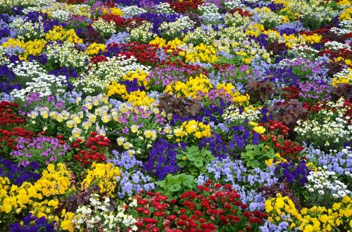 flowers color colorful