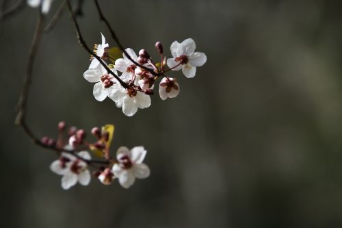 flowers nature spring