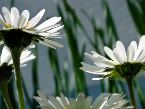 flowers flora daisy