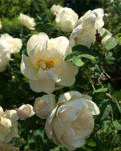 flowers ros white