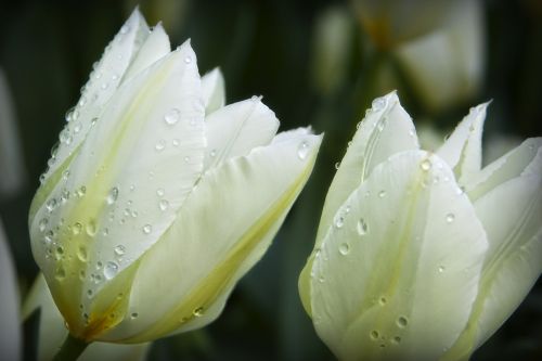 flowers drops of water nature