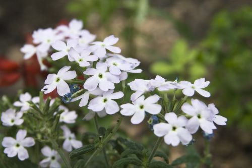 flowers bouquet nature