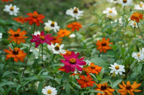 flowers beauty colorful