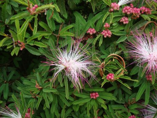 flowers flora nature