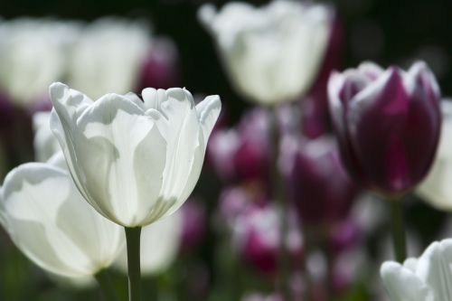 flowers white nature