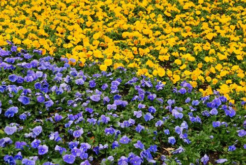 flowers bed yellow